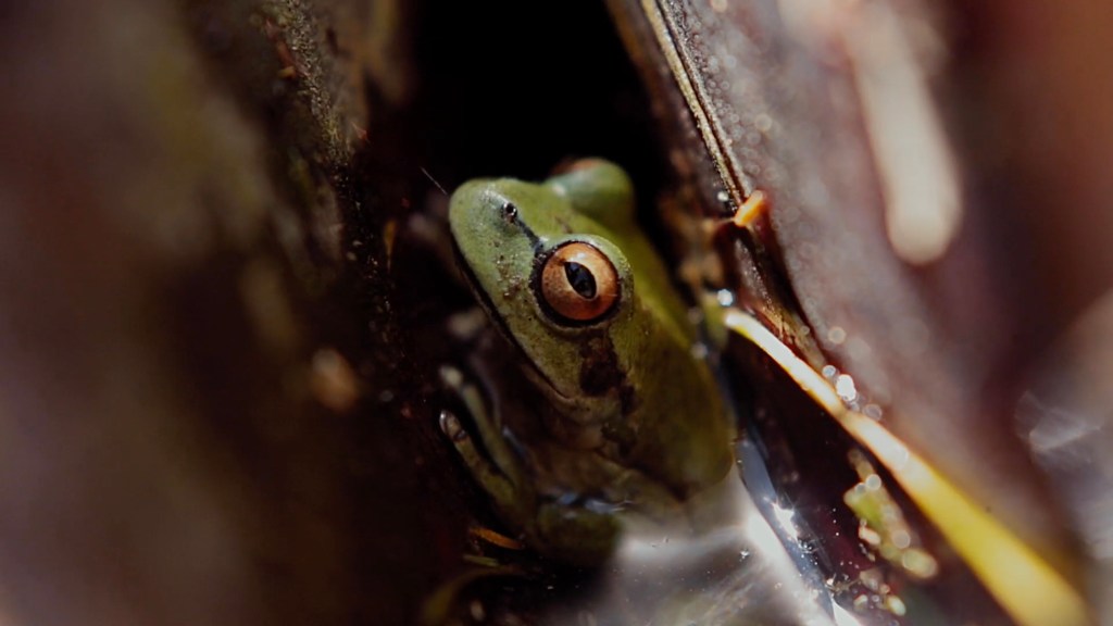 Frog